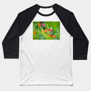 Close-up of crocosmia flowers Baseball T-Shirt